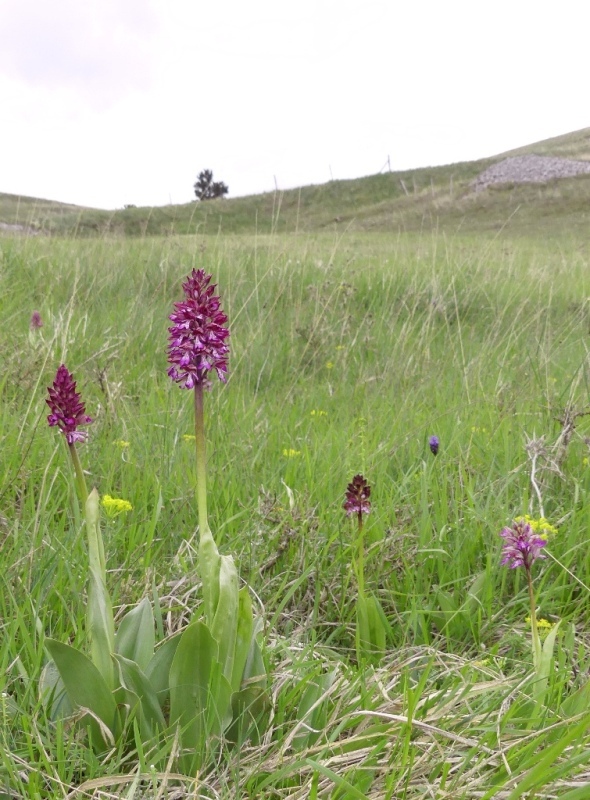 Orchis xhybrida (Orchis militaris x Orchis purpurea) altopiani abruzzesi - giugno 2018